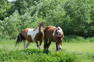 Naklejka na ściany i meble Two horses grazing in a meadow on a sunny summer day