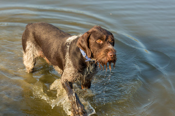 German hunting watchdog drathaar, A hunting dog walks on water