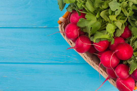 Red Radish Bunch in wicked basket and copy space. Blue wooden background.
