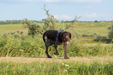 German hunting watchdog drathaar, beautiful dog portrait in summer