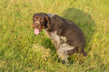 German hunting watchdog drathaar, beautiful dog portrait in summer