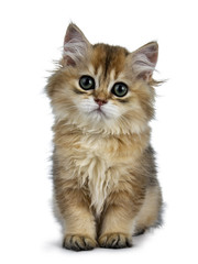Super sweet golden British Longhair cat kitten with big green eyes, sitting  straight up, looking adorable to camera isolated on white background