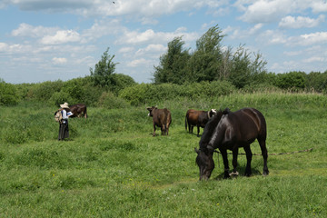 Fototapeta na wymiar Two horses grazing in a meadow on a sunny summer day