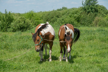 Fototapeta premium Two horses grazing in a meadow on a sunny summer day
