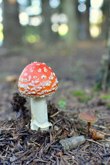 ベニテングタケ