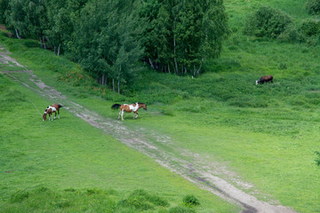 Two horses grazing in a meadow on a sunny summer day