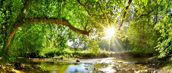 Photo sur Plexiglas Panoramique Beau panorama forestier avec ruisseau et soleil brillant à travers les arbres