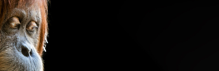 Portrait of a thoughtful/sad looking female orangutan with black blank background © Jimmy R