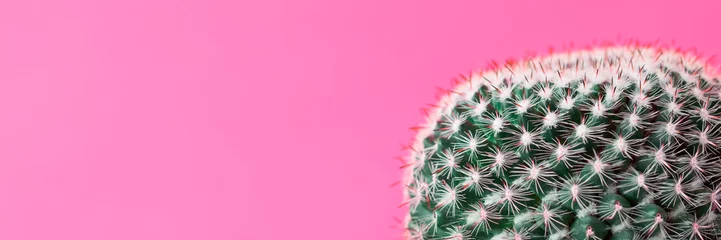  Cactus house plant isolated on pastel pink colored wall. Cactus close up banner. © andreaobzerova