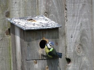 Blue tit taking food into birdbox