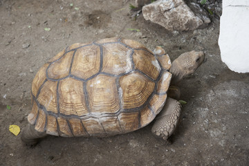 Turtle or Tortoise in Zoo 