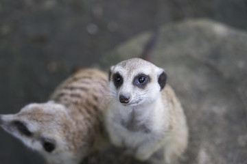 Obraz premium Meerkats in Zoo 