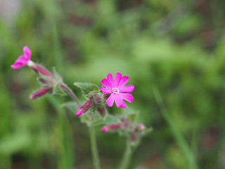 Storchschnabel mit rosa Blüte - Cranesbill with pink blossom