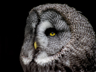 The Majestic Great Grey Owl