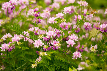 pink flowering vines growing at the edge of the trail along a farm field at Parris N Glendening Nature Preserve in Anne Arundel county Southern Maryland USA