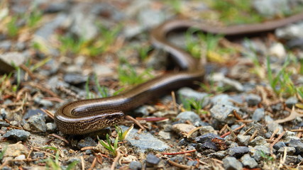 Slowworm, Anguis fragilis, on a hiking trail in the Harz mountain range, Germany.