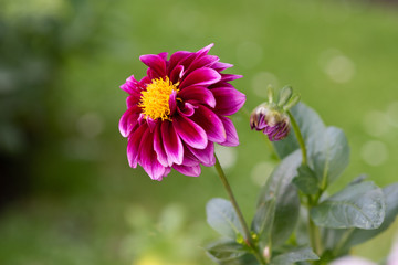 Obraz premium Rosa Blume mit unscharfen, grünen Hintergrund