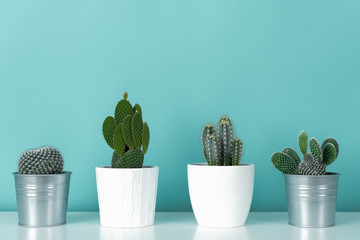 Modern room decoration. Collection of various potted cactus house plants on white shelf against pastel turquoise colored wall. Cactus plants background. - obrazy, fototapety, plakaty