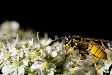 A wasp on white flower with black background
