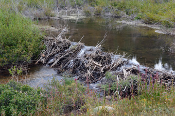 Beaver dam made of sticks on creek in the mountains