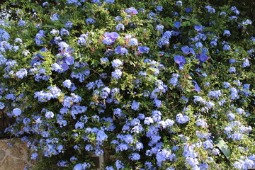 fleurs de bleuet