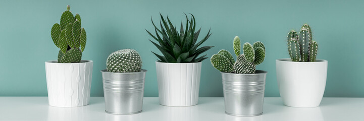 Modern room decoration. Collection of various potted cactus house plants on white shelf against pastel turquoise colored wall. Cactus plants banner. - obrazy, fototapety, plakaty