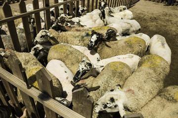 Flock of seep wool fair
