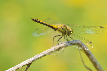 Dragonfly sitting on the stem of the plant.