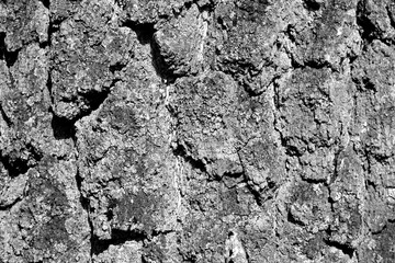 Birch tree bark texture in black and white.