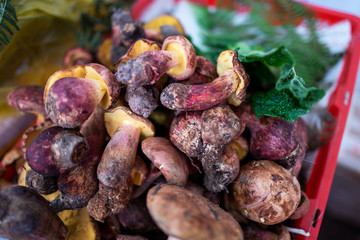 A variety of wild edible fungi with soil
