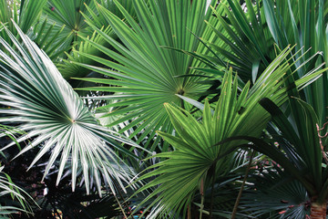 palm leaf in nature background