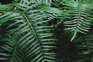 topical green leaf background in nature