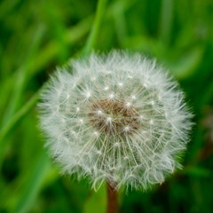 Dandelion with fluffy seed head