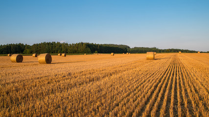 Sunlit stubble with straw bales in rural landscape. Golden summer cornfield after grain harvesting. Natural agricultural background. Field, blue sky and forest in distance. Farmland in clear weather.