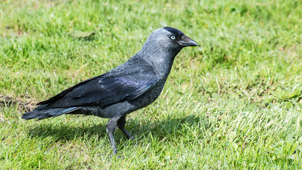 Western jackdaw profile in green grass. Coloeus monedula. Single songbird standing in sunny spring meadow. Close-up of cute wild bird with gray feathers in natural background. Selective focus.