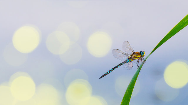 Male migrant hawker dragonfly on a grass blade. Aeshna mixta. Cute colorful aquatic insect with beautiful transparent wings on a reed over water surface. Bright blurry background, bokeh, copy space.