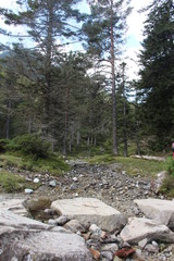 Balade au milieu de la forêt 