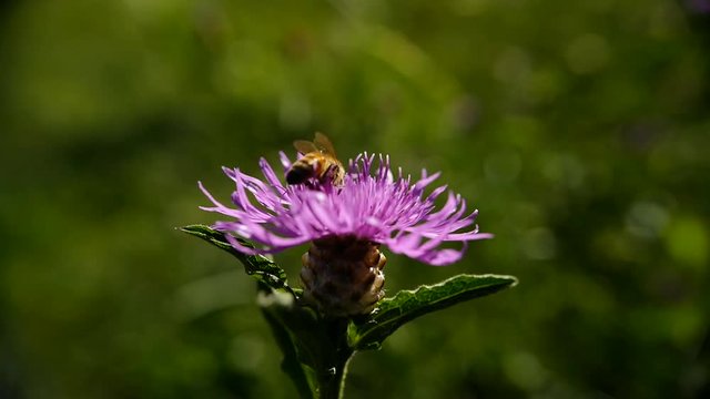 une abeille butine une fleur et s'envole