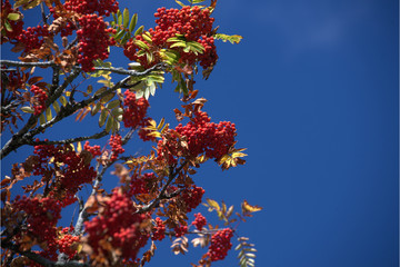 Eberesche mit Beeren