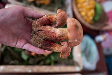 A variety of wild edible fungi with soil