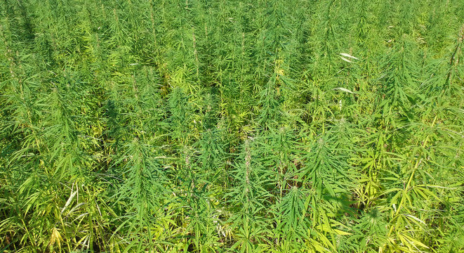 Aerial view on green marijuana weed field.