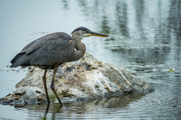 great blue heron fishing near the rock in the pond on an overcast day