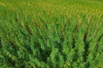 Aerial view on marijuana weed field.