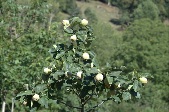 Quittenbaum mit Fr&uuml;chten