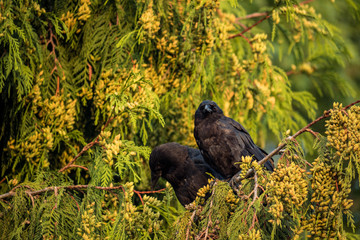 two crow resting on the thing branch on the tree in the morning 
