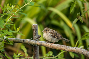 female sparrow resting on the wooden pole in the garden