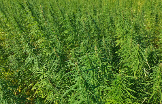 Aerial view on marijuana weed field.