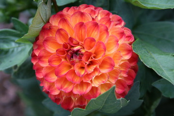 Flower of dahlia pompom