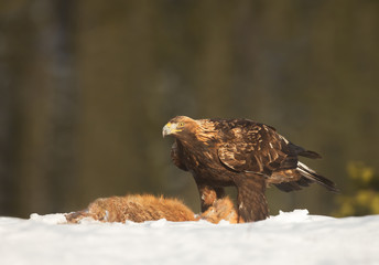 Golden Eagle feeding on a dead red fox