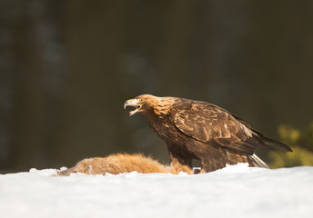 Golden Eagle feeding on a dead red fox